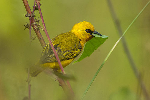 Orange weaver